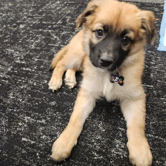 PetSmart Veterinary Services - Phoenix (Metro Center) 3