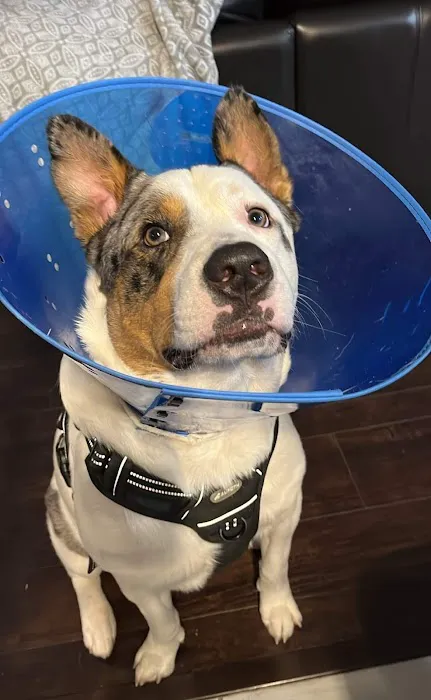 Metro Pet Spay & Neuter 2