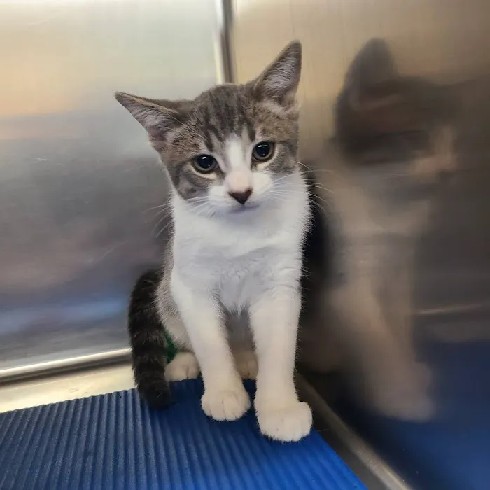 Metro Pet Spay & Neuter 6