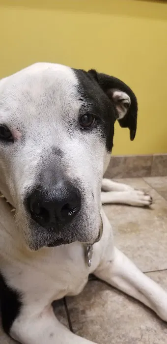 Arrow Animal Hospital PLC: Payton Willow DVM 2
