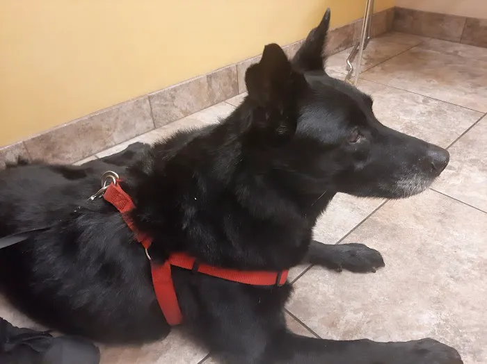 Arrow Animal Hospital PLC: Payton Willow DVM 4