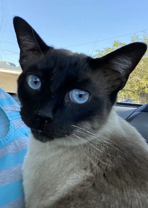 Arrow Animal Hospital PLC: Payton Willow DVM 3