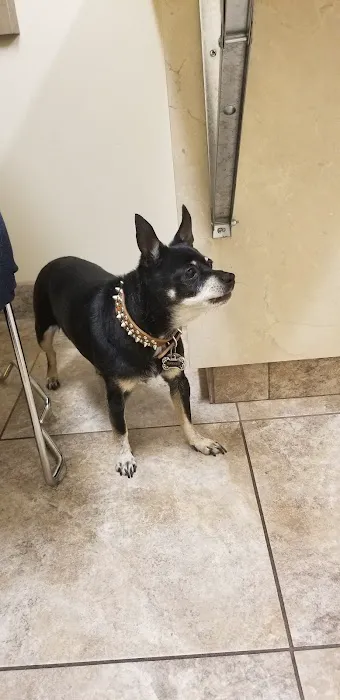 Arrow Animal Hospital PLC: Payton Willow DVM 6