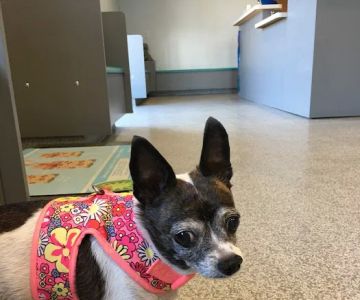 Sunburst Animal Hospital