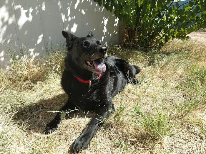 Arrow Animal Hospital & Grooming 5