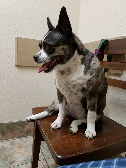 Arrow Animal Hospital & Grooming 7