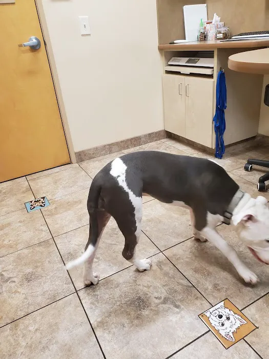 Arrow Animal Hospital & Grooming 2