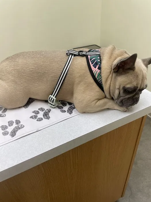Pet Life Veterinary Clinic 1