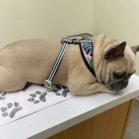 Pet Life Veterinary Clinic ico