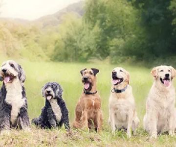 Apollo Animal Hospital