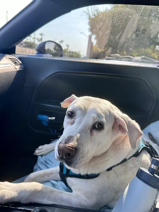Apollo Animal Hospital 7
