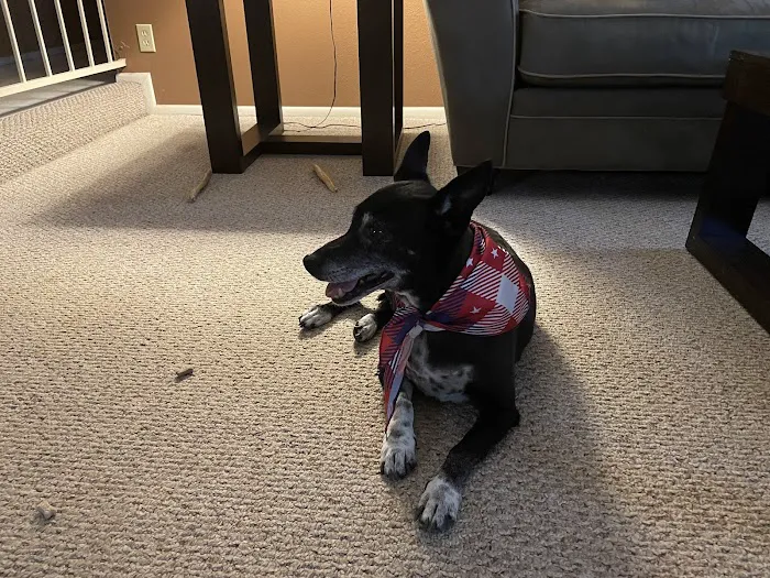 Apollo Animal Hospital 5