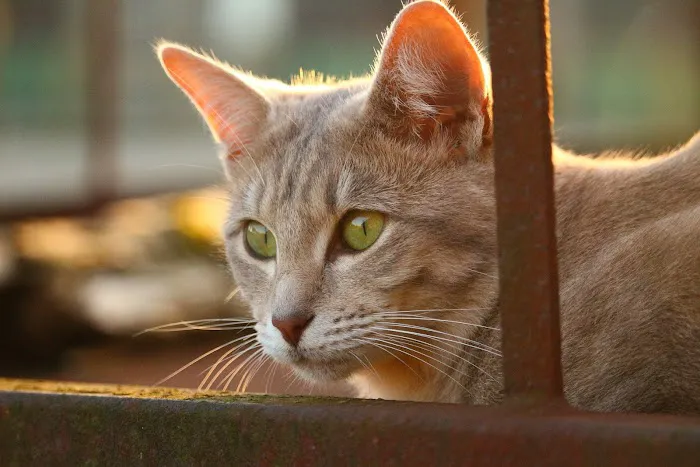 Peaceful Passing Hospice and In-Home Pet Euthanasia 6