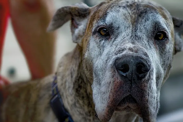 Peaceful Passing Hospice and In-Home Pet Euthanasia 9