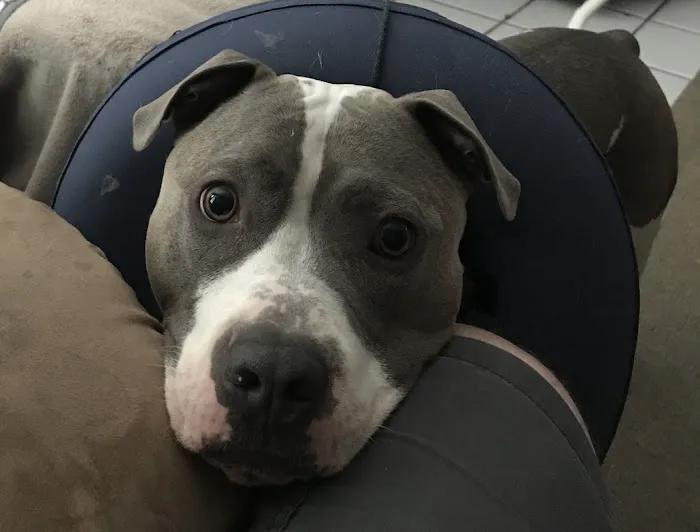 Academy West Animal Hospital 4