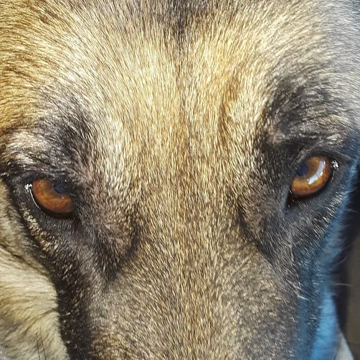 Beardsley Animal Hospital 4