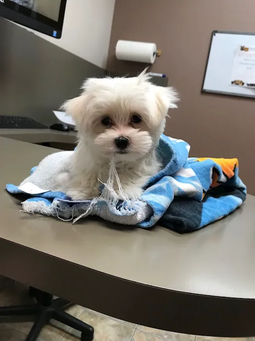 Beardsley Animal Hospital 9