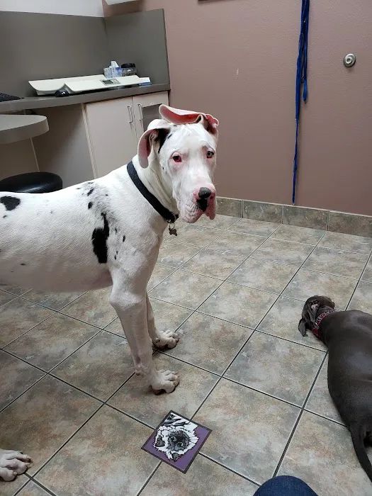 Beardsley Animal Hospital 7