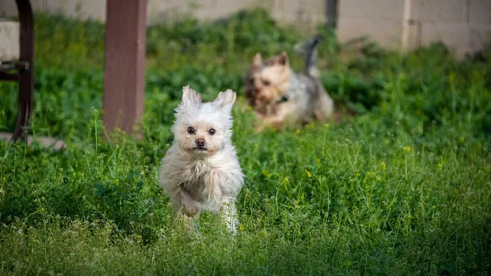 Happy Valley Animal Hospital 8
