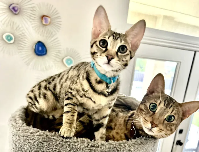 Happy Valley Animal Hospital 3