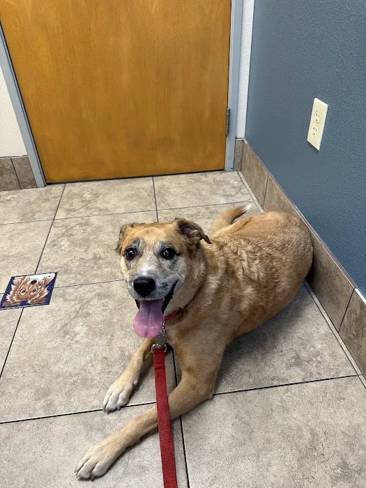 Arrowhead Ranch Animal Hospital 4