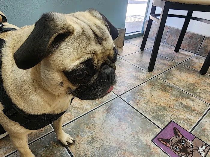 Arrowhead Ranch Animal Hospital 8