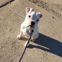 Altered Tails Barnhart Clinic, Phoenix ico