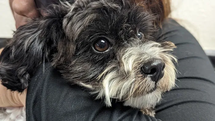 Altered Tails Barnhart Clinic, Phoenix 2