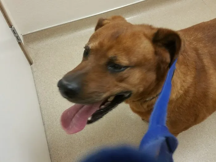 Acoma Animal Clinic 1