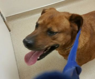 Acoma Animal Clinic