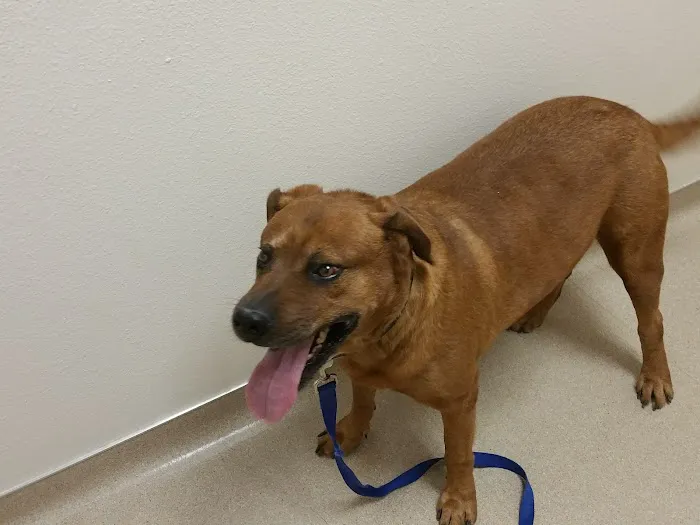 Acoma Animal Clinic 2