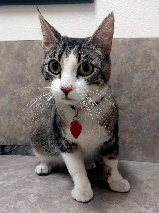 Acoma Animal Hospital 1