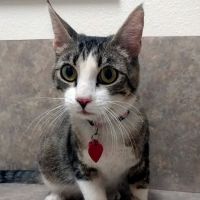 Acoma Animal Hospital ico