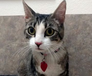 Acoma Animal Hospital