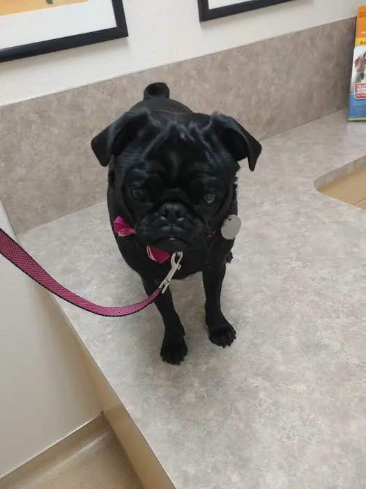 Acoma Animal Hospital 3