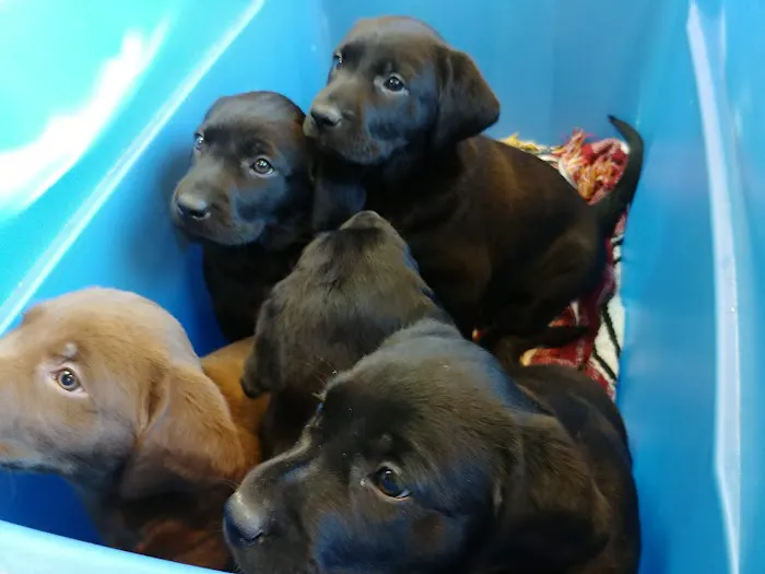 Glendale Animal Hospital 4