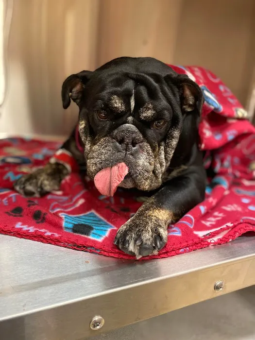CARE Animal Surgery Center 4