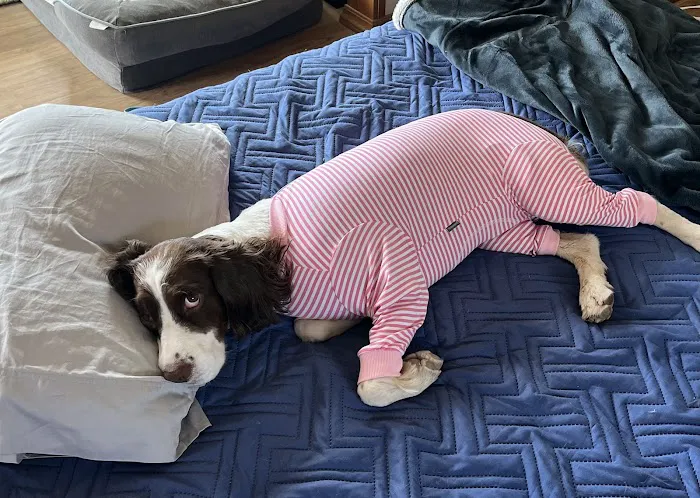 CARE Animal Surgery Center 6