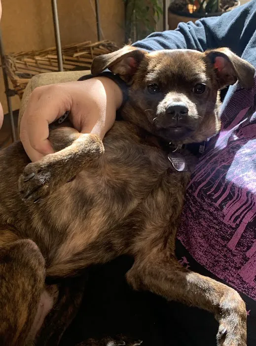 CARE Animal Surgery Center 9