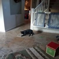 Ratke Thomas J DVM ico