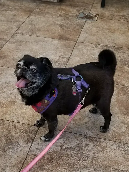 Roadrunner Animal Hospital & Grooming 8