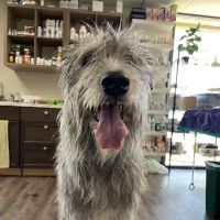 Western Animal Hospital ico