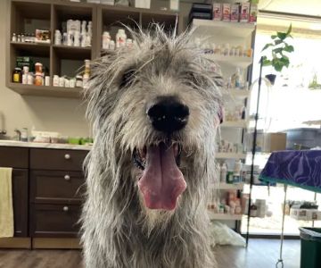 Western Animal Hospital