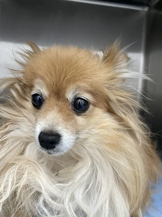Western Animal Hospital 9