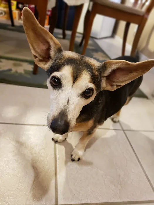 Grand Paws Animal Clinic 6