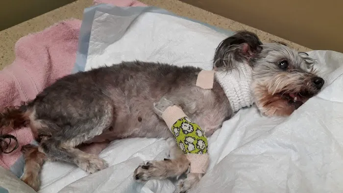 Grand Paws Animal Clinic 8