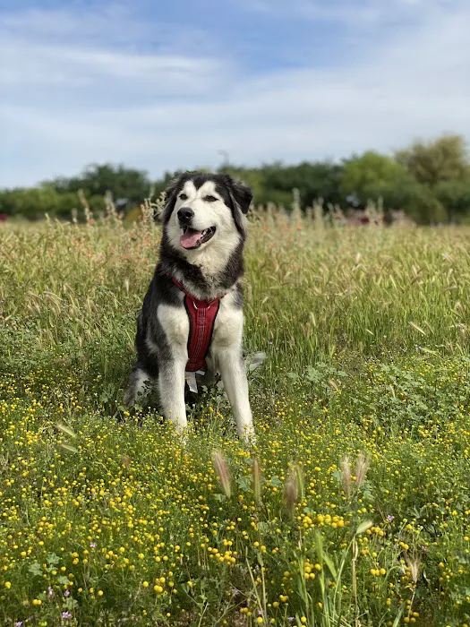 Grand Paws Animal Clinic 10
