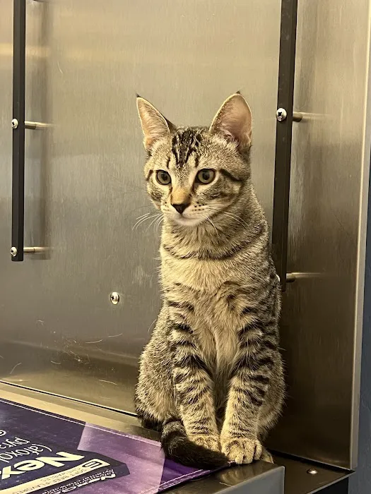 Sonoran Foothills Pet Clinic 3