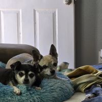 Sonoran Foothills Pet Clinic ico