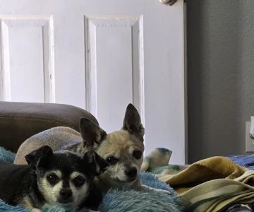 Sonoran Foothills Pet Clinic
